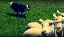 sheep dog Command® strength