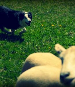 sheep dog Command® strength