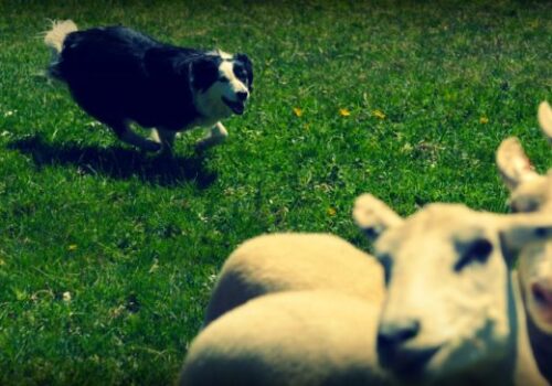 sheep dog Command® strength