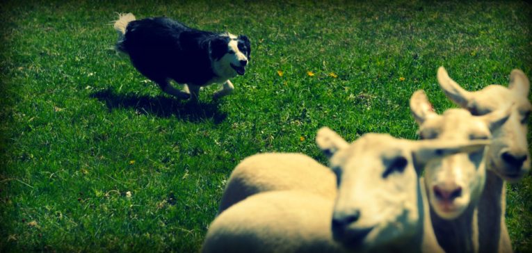 sheep dog Command® strength