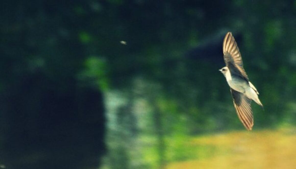bird flying.jpg