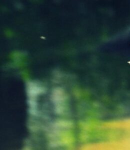 bird flying.jpg