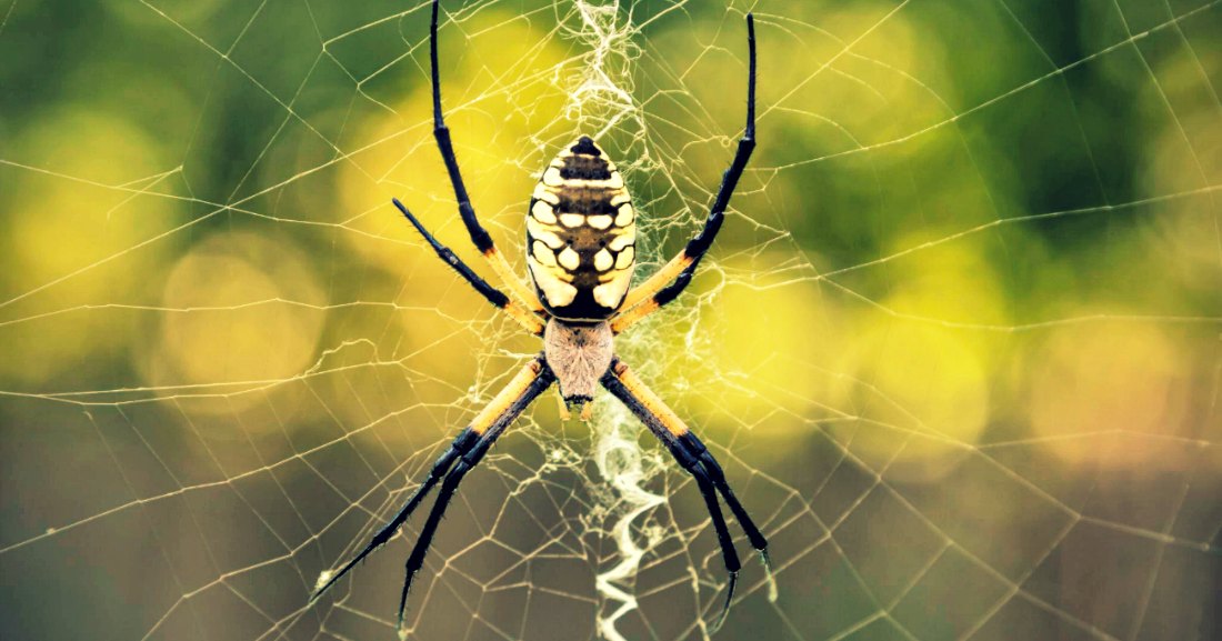 spider in a web