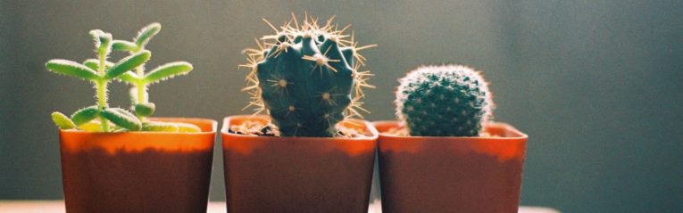 Three Cactus using StrengthsFinder