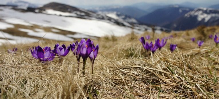 spring flowers