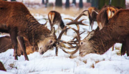 Conflict Two Elks locked in conflict