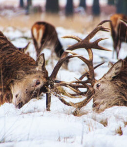 Conflict Two Elks locked in conflict