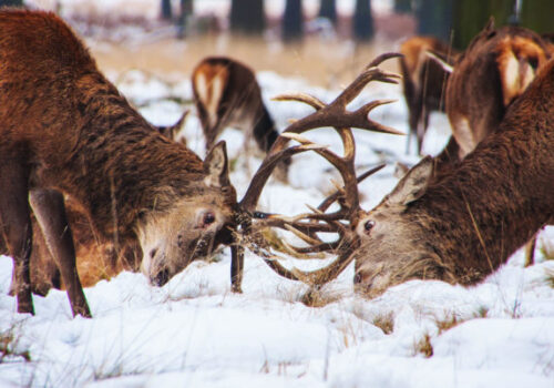 Conflict Two Elks locked in conflict