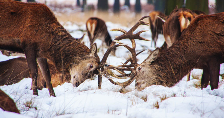 Conflict Two Elks locked in conflict