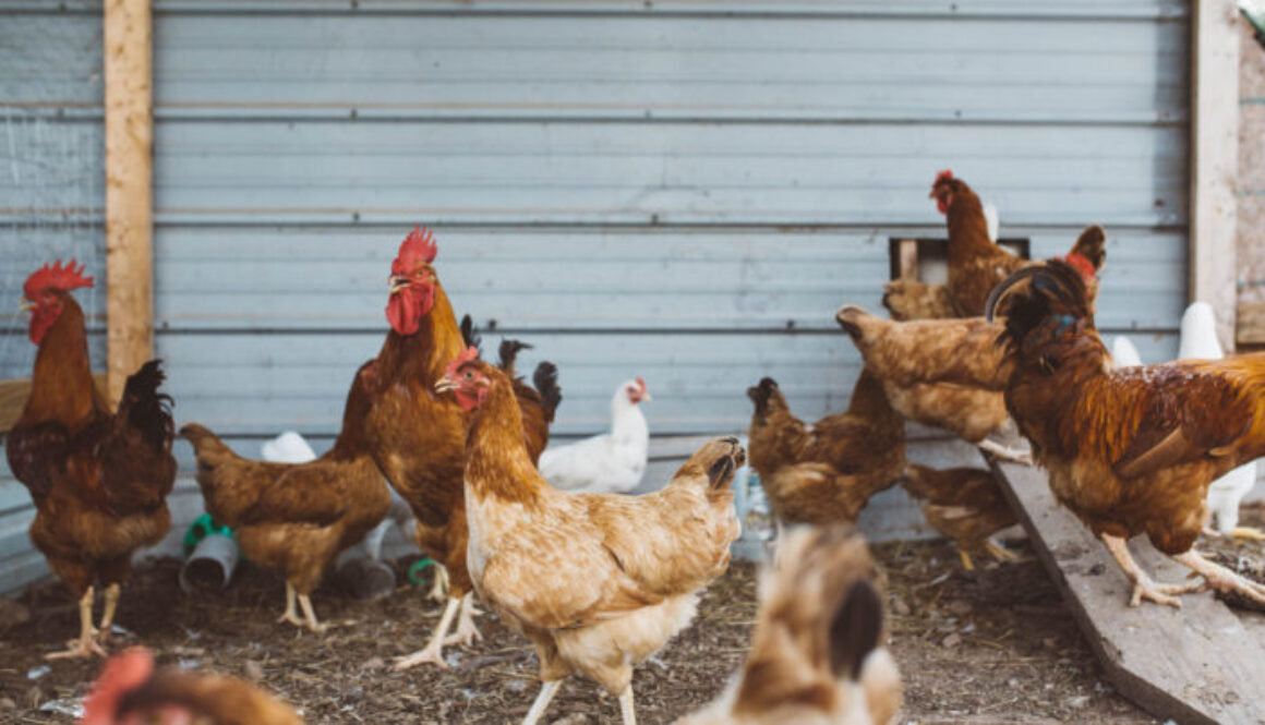 chickens chickens