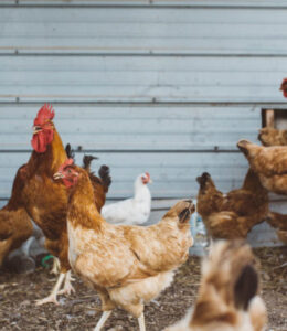 chickens