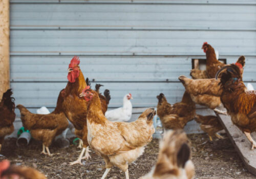 chickens