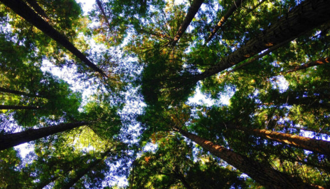 big-trees