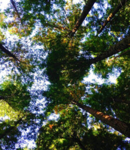 big-trees