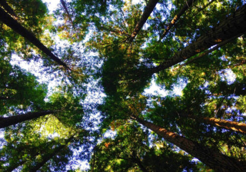 big-trees