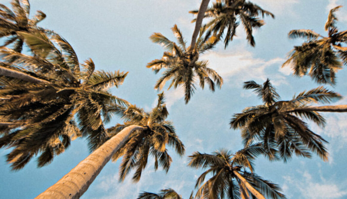 Palm Trees Palm Trees