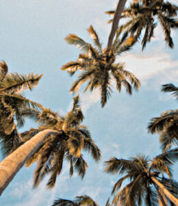 Palm Trees