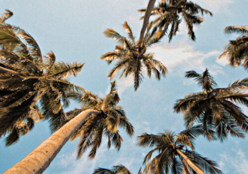 Palm Trees