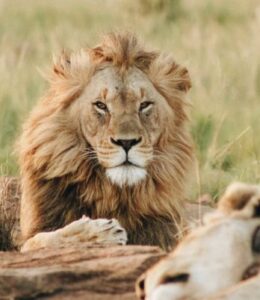 lion-on-grass