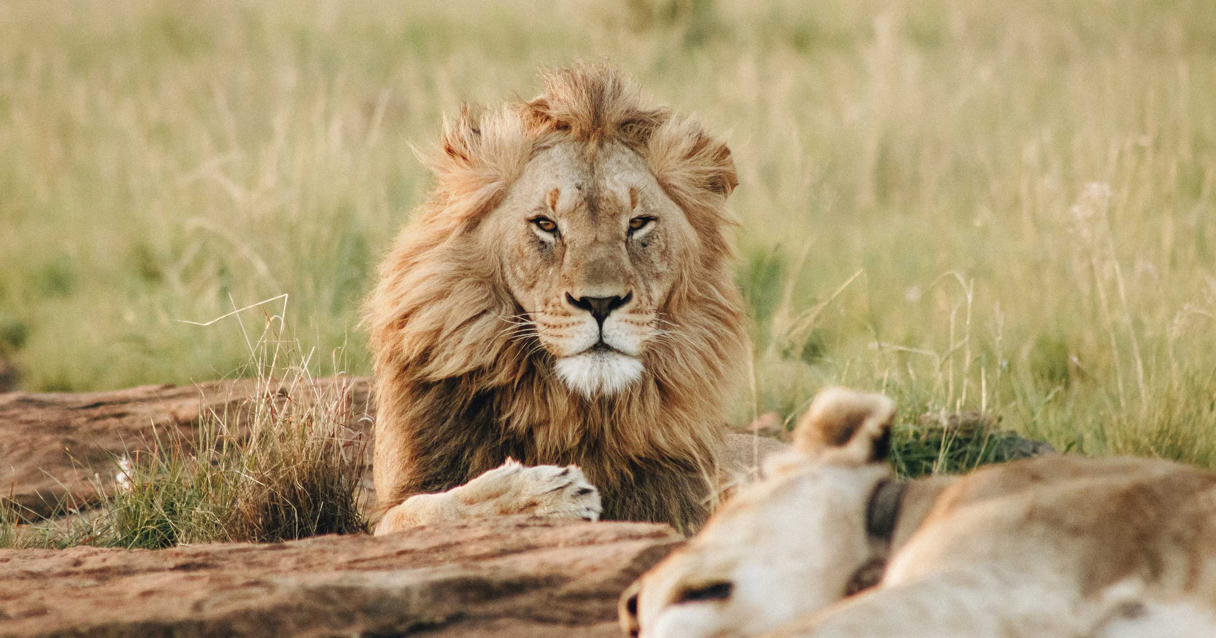 lion-on-grass