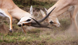 deer-locking-horns