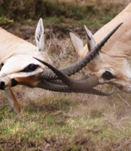 deer-locking-horns