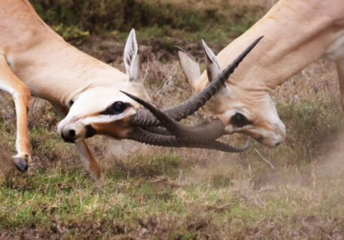 deer-locking-horns