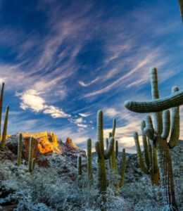 cactus