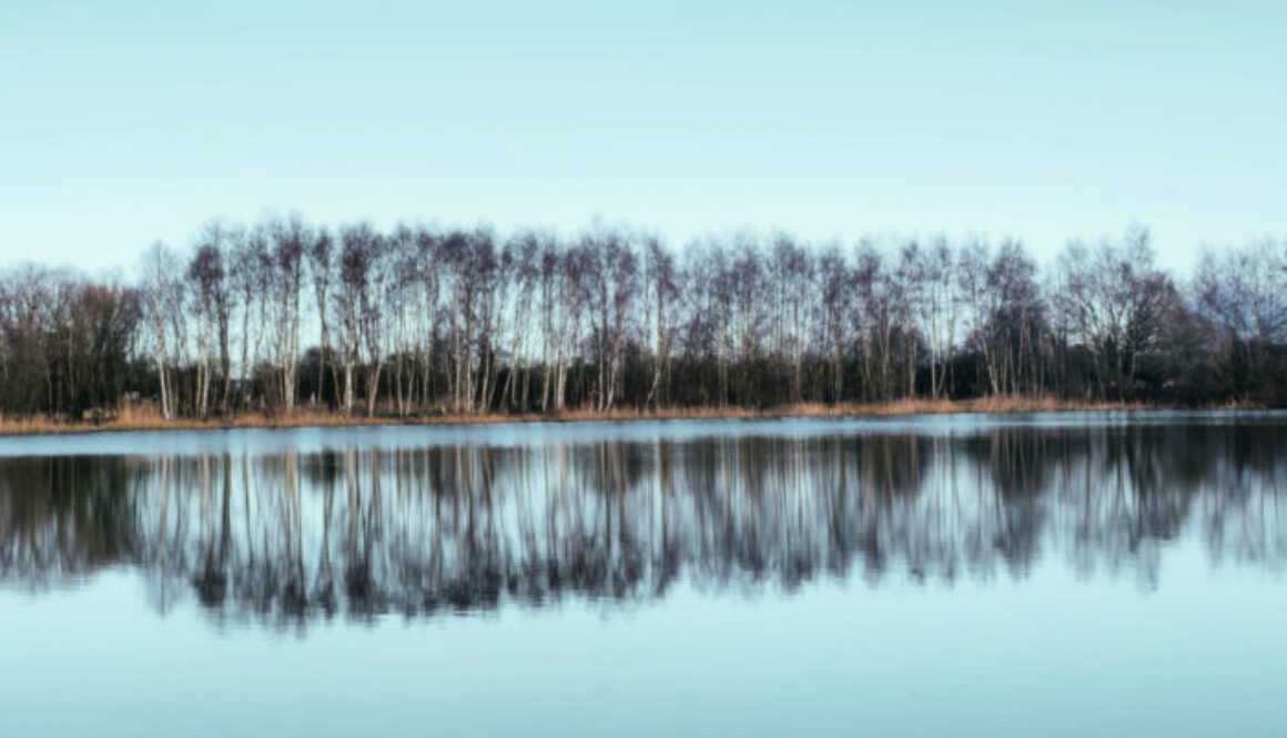 trees-in-reflection