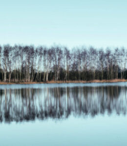 trees-in-reflection