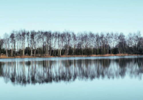 trees-in-reflection