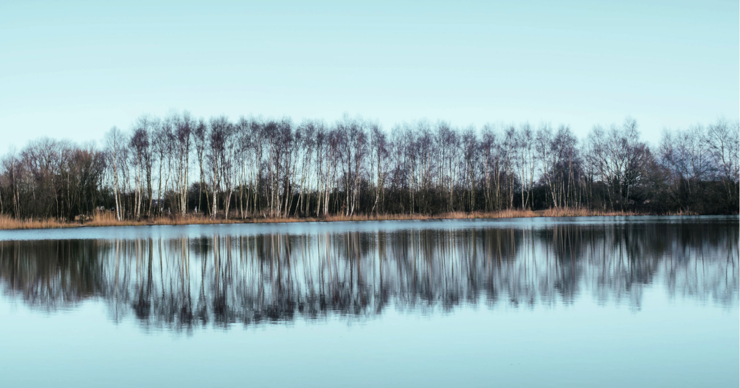 trees-in-reflection