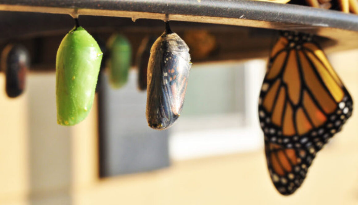 butterfly-chrysalis