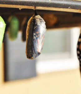 butterfly-chrysalis