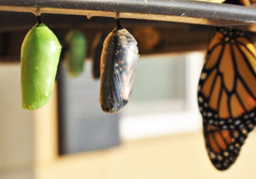 butterfly-chrysalis