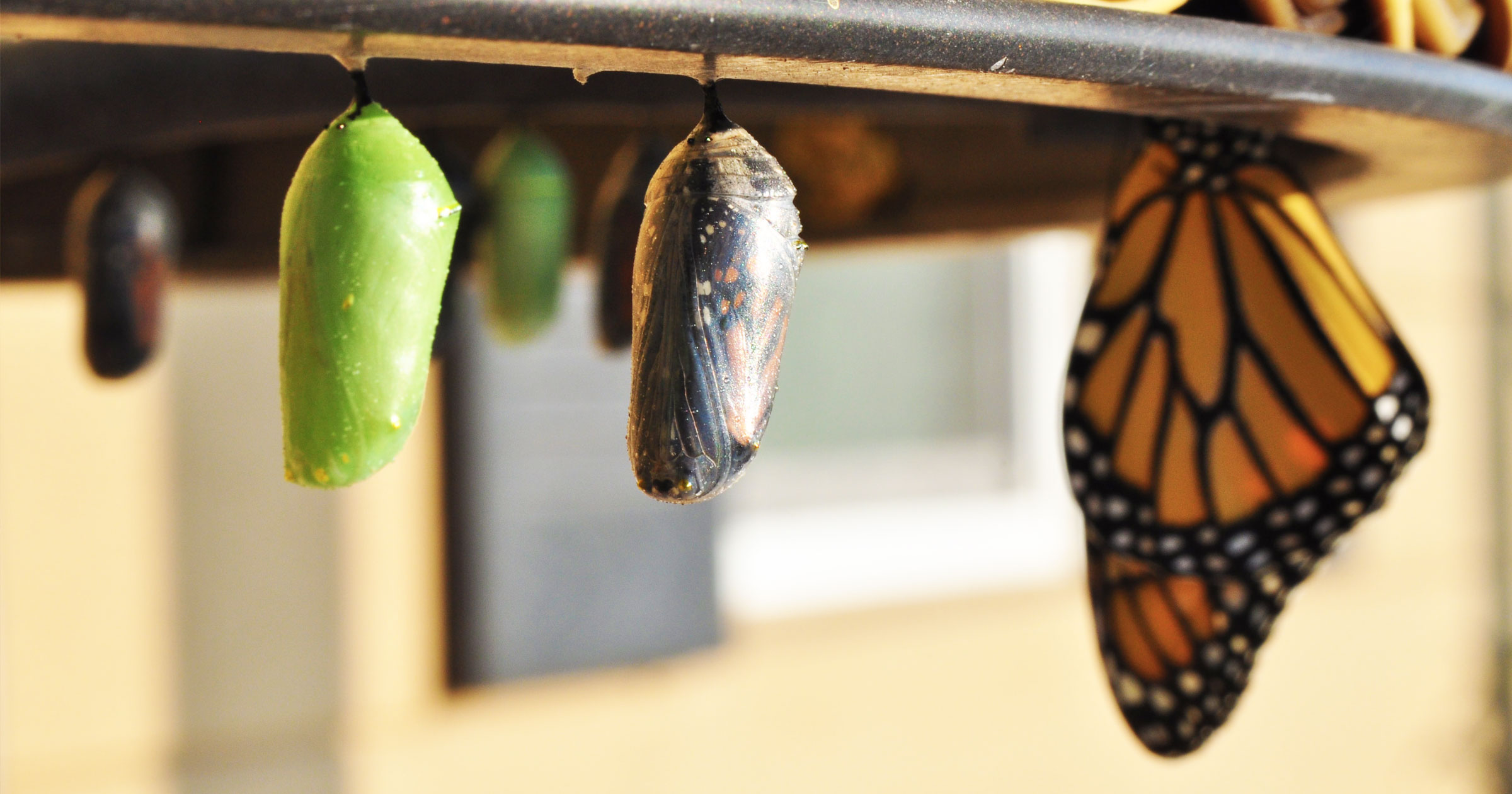 butterfly-chrysalis