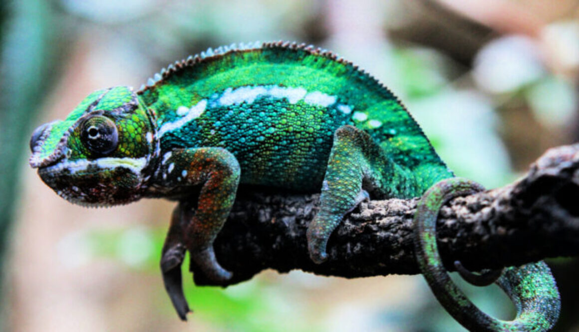 Chamelion