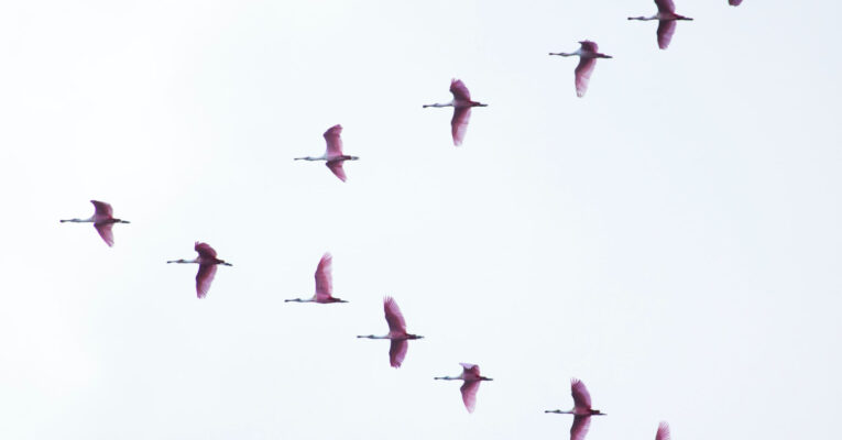 geese flying v