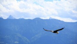 Ch 4. Fly 1_ FEATURED Ch 4. Fly 1_ FEATURED