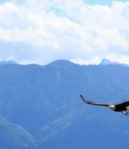 Ch 4. Fly 1_ FEATURED