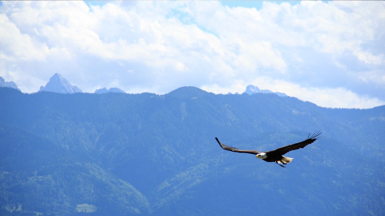 Ch 4. Fly 1_ FEATURED