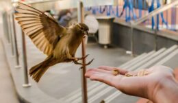 Serve the City_ FEATURED