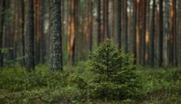 FEATURED S09EP08 - 2_23_26 Executive Leadership Strategy