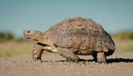 FEATURED S09EP17 - Why the Best Leaders Stay Committed—Even When Progress Feels Slow