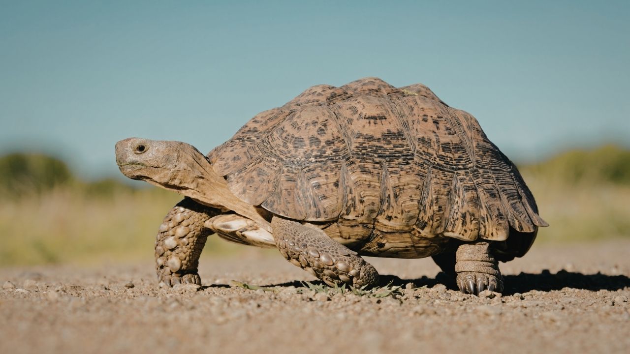FEATURED S09EP17 - Why the Best Leaders Stay Committed—Even When Progress Feels Slow